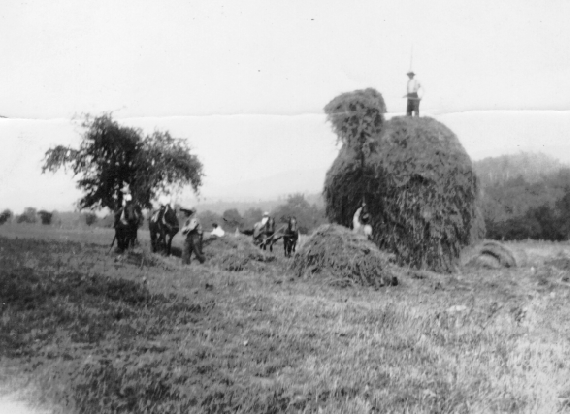 Making hay on Back Creek